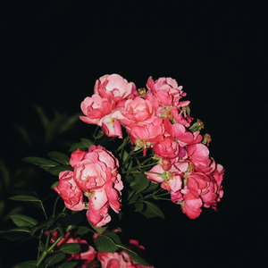 麻花传禖艾熙最新章节更新内容
